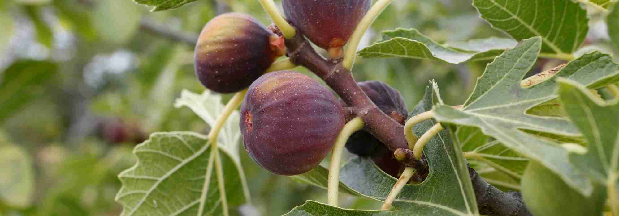 Feigenbaum im Topf: Wo, wann, wie?