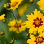 Mädchenauge säen: für einen blütenreichen Sommer
