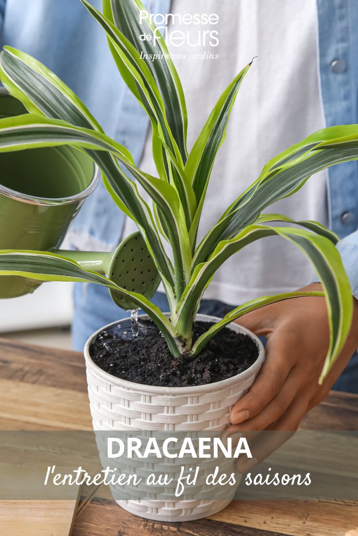 Drachenbaum pflegen