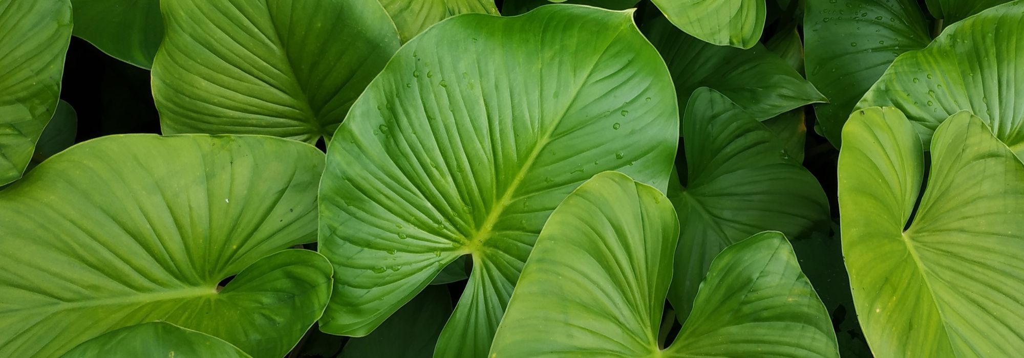 Homalomena: Anbau und Pflege