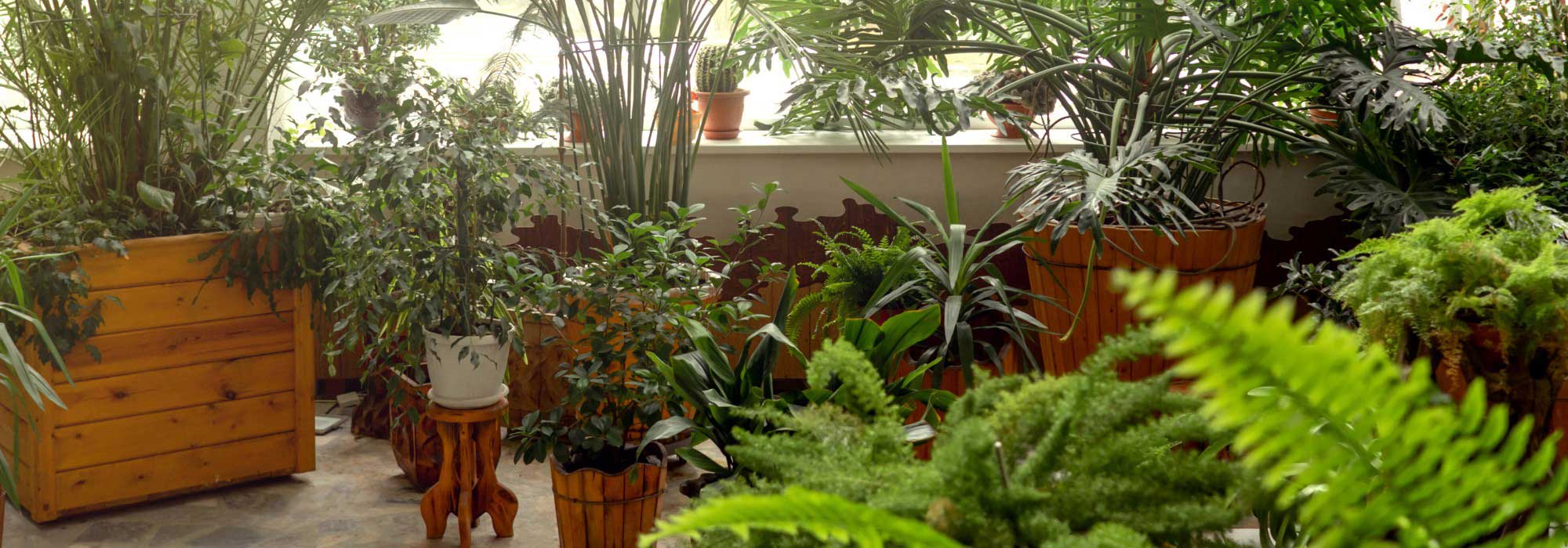 Zimmerpflanzen: Urban-Jungle-Stil für Ihr Zuhause!
