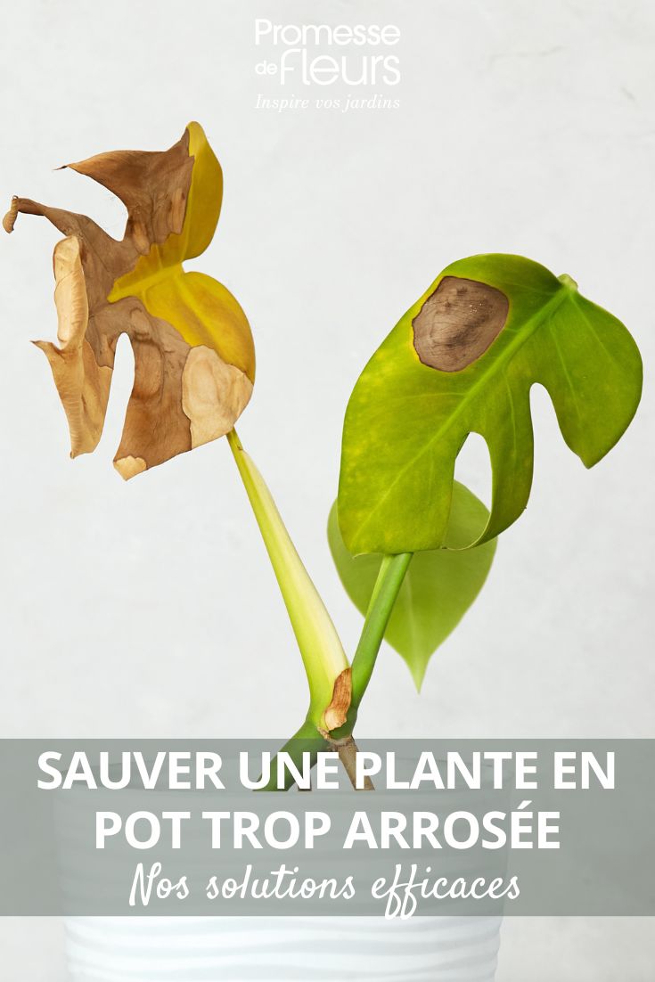 Kranke, überwässerte Pflanze
