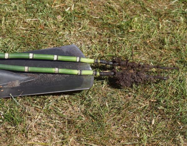 Schachtelhalm im Garten vermehren: So geht's?