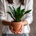 Drachenbaum umtopfen: Wann und wie?