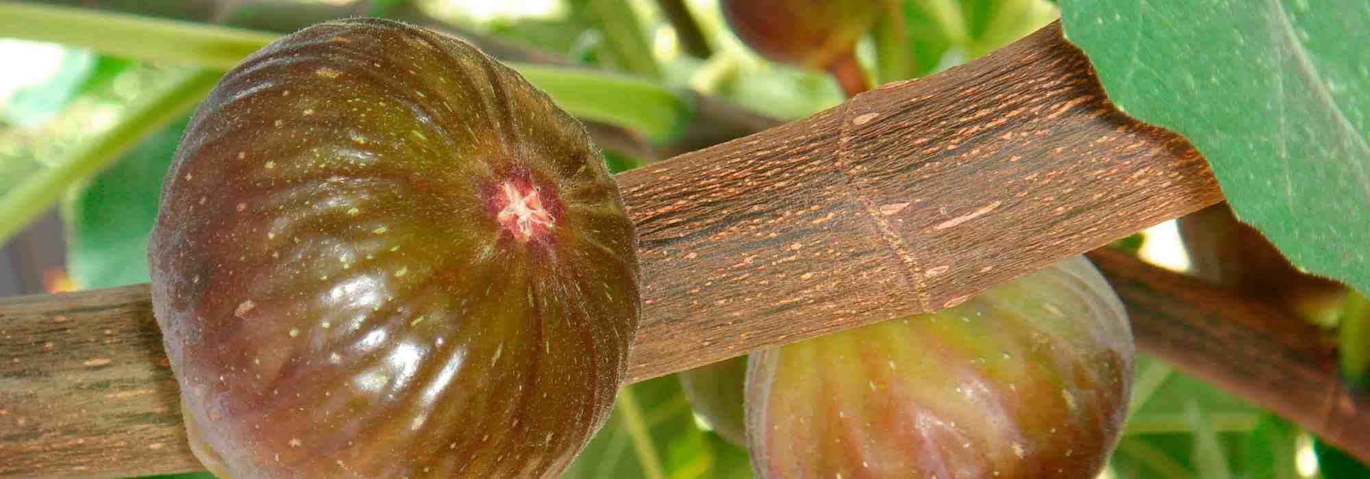 Feigenwespe: winziges Insekt, unverzichtbar für Feigen