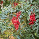 Nandina oder Himmelsbambus vermehren