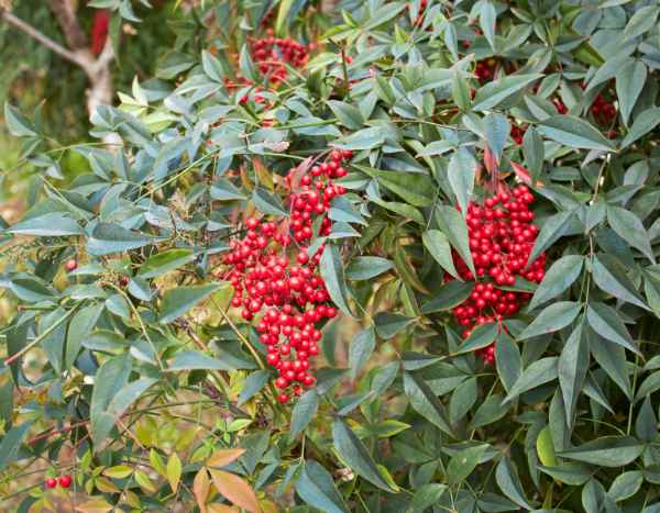 Nandina oder Himmelsbambus vermehren