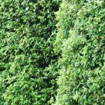 Warum Klebsame als Hecke? Vorteile, Sorten & Tipps