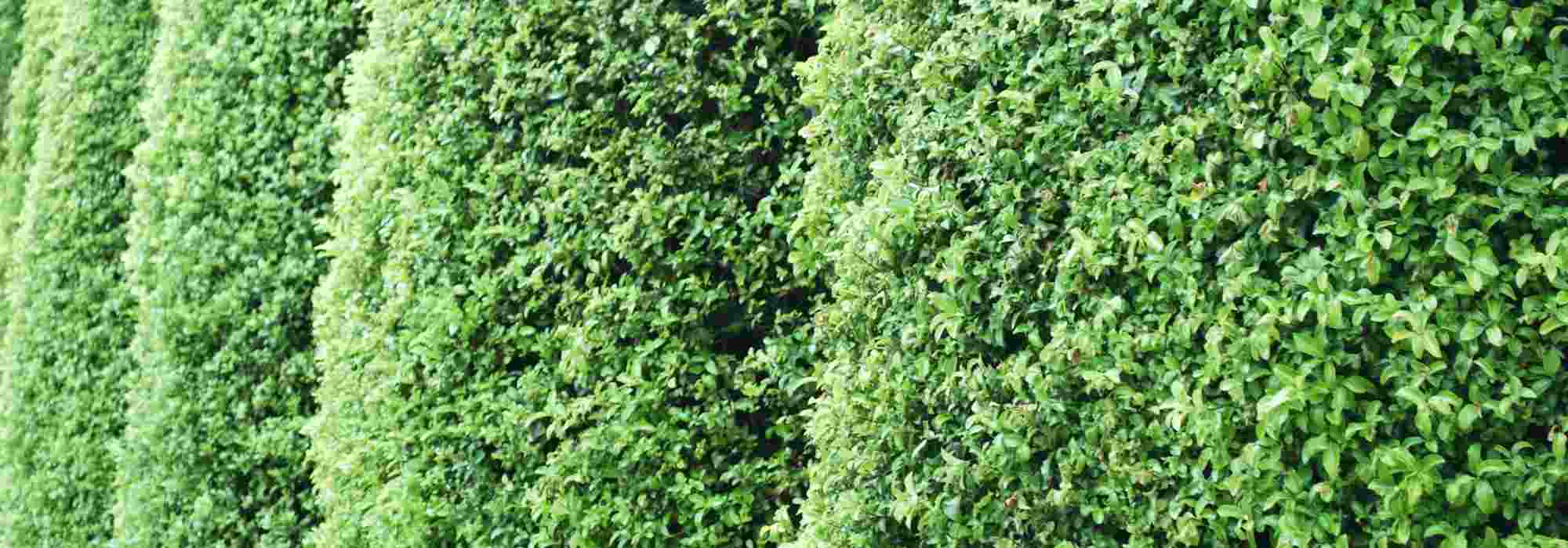 Warum Klebsame als Hecke? Vorteile, Sorten & Tipps