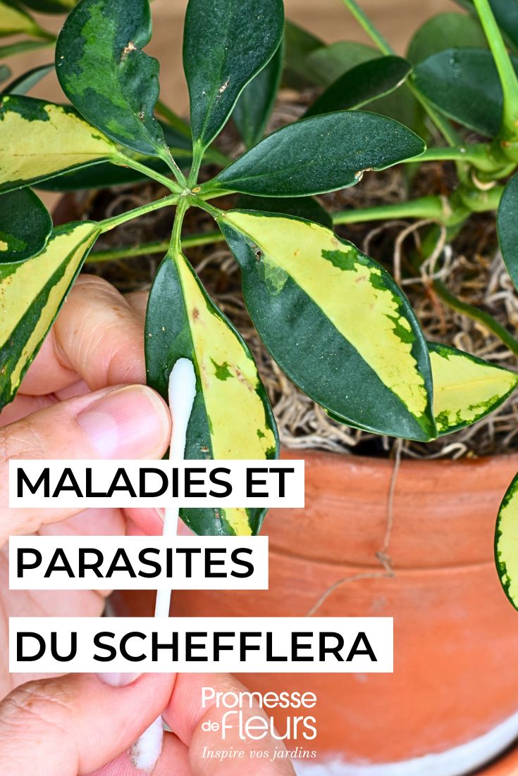 Kleine Strahlenaralie: Krankheiten und Parasiten
