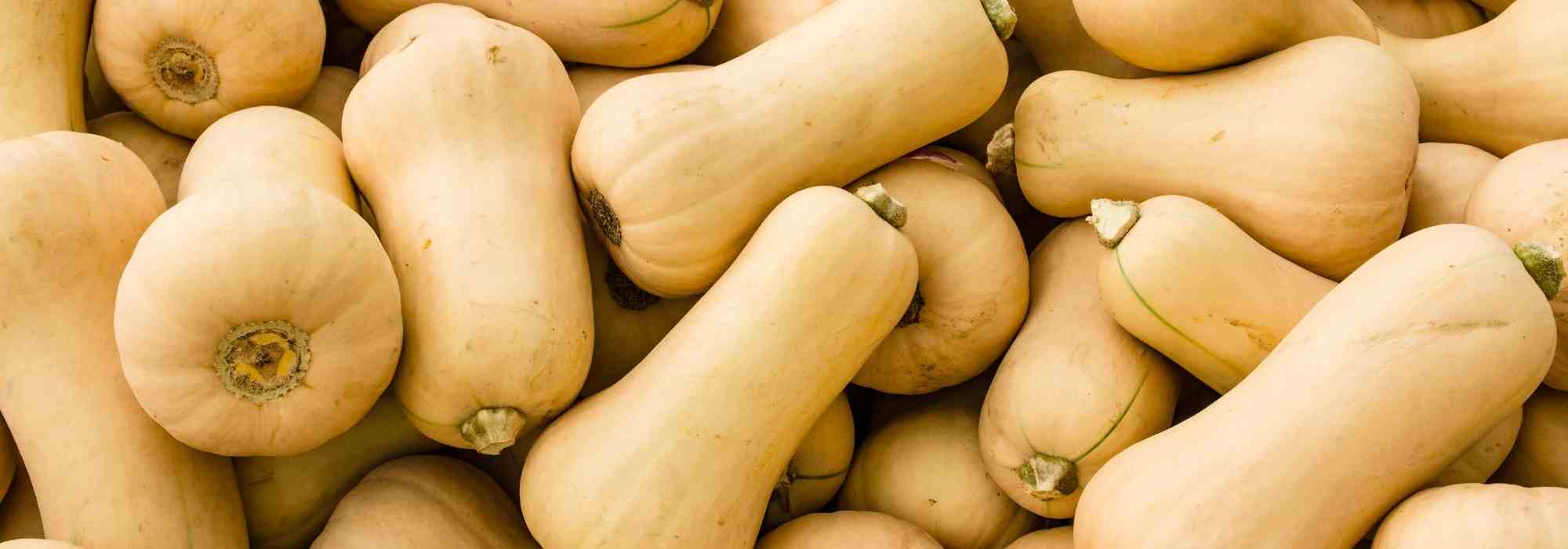 Moschus-Kürbis anbauen: unsere Tipps