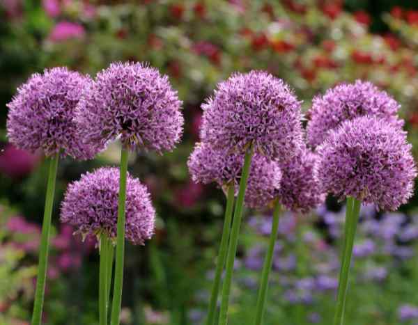 Allium durch Zwiebelteilung vermehren?