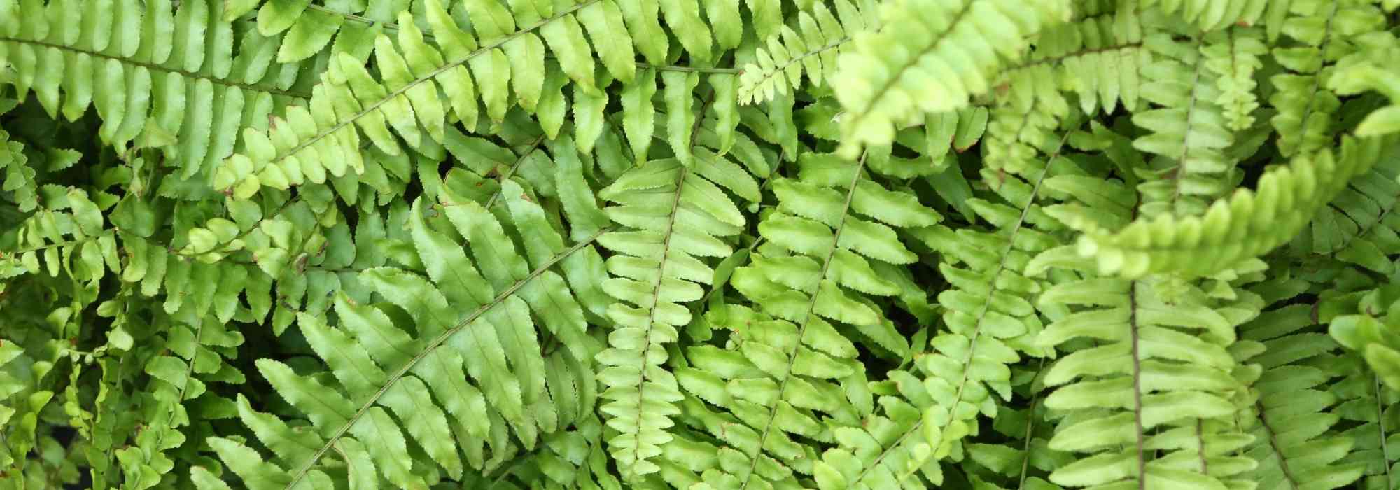Aufrechter Schwertfarn (Nephrolepis): Pflege übers Jahr