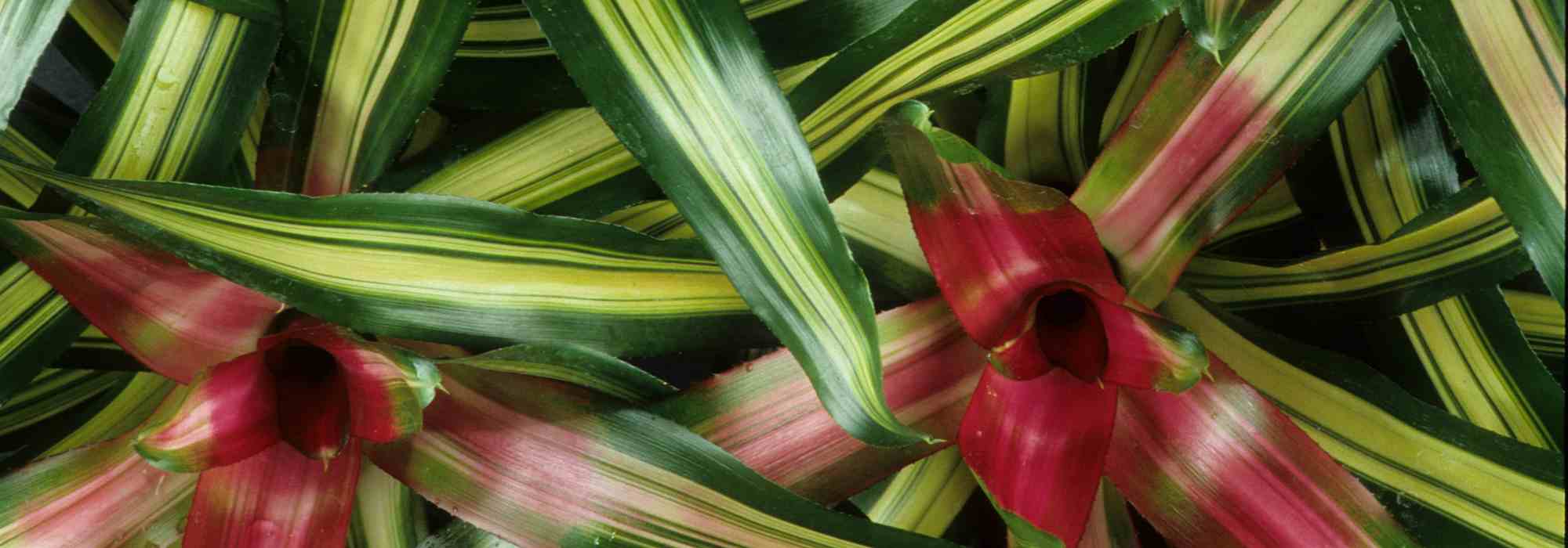 Krankheiten und Parasiten der Neoregelia