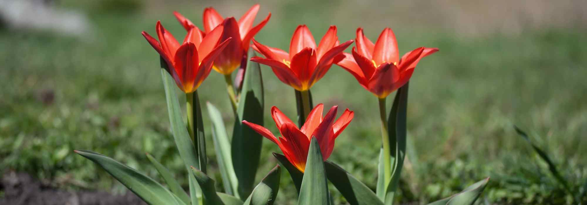 Frühe Tulpen wählen für eine frühe Blüte im Frühling?