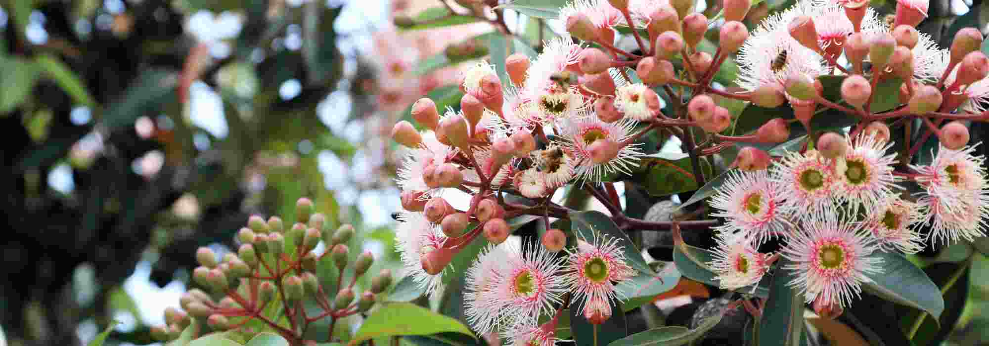 Bäume mit Herbstblüte: Farbe für den Garten