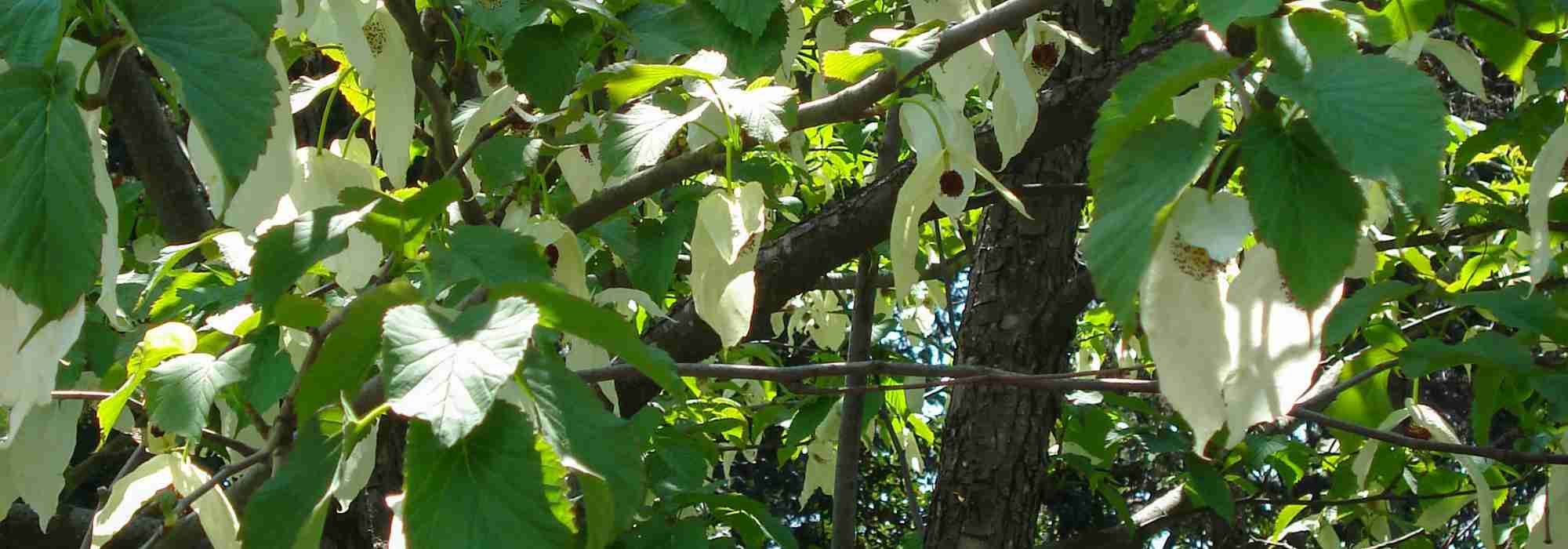 Davidia auswählen: den richtigen Taschentuchbaum