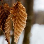 Marzeszentes Laub: Pluspunkt im Wintergarten