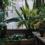 Wintergarten: grüne Oase unter Glas