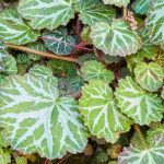 Herbst-Steinbrech als Zimmerpflanze: Pflege & Kultur