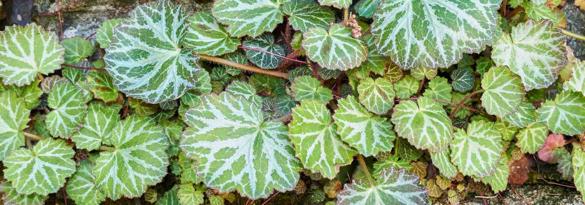 Herbst-Steinbrech als Zimmerpflanze: Pflege & Kultur
