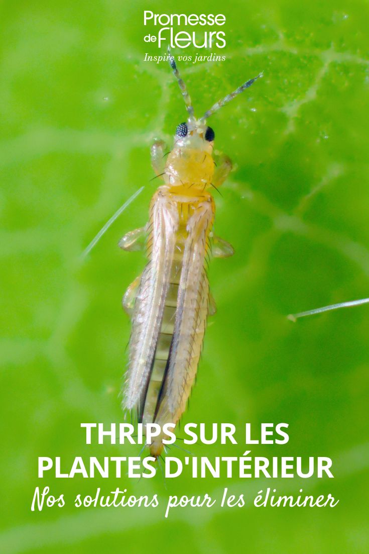 ein Thrips