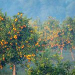 Zitrusfrüchte überwintern: wichtig fürs Überleben