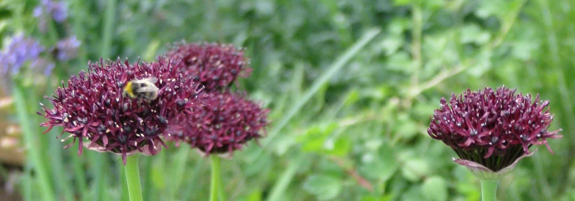 Knoblauch oder Zierlauch mit purpurfarbenen Blüten