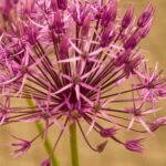 Zierlauch: Schönste Sorten mit rosa Blüten!