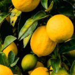 Zitrusfrüchte richtig düngen?