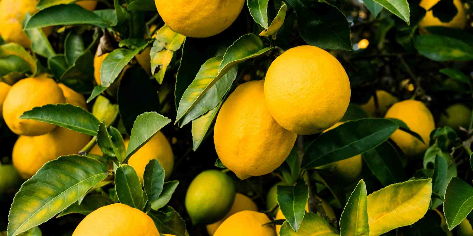 Zitrusfrüchte richtig düngen?