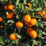 Zitrusfrucht im Freiland: Fruchtbildung fördern?
