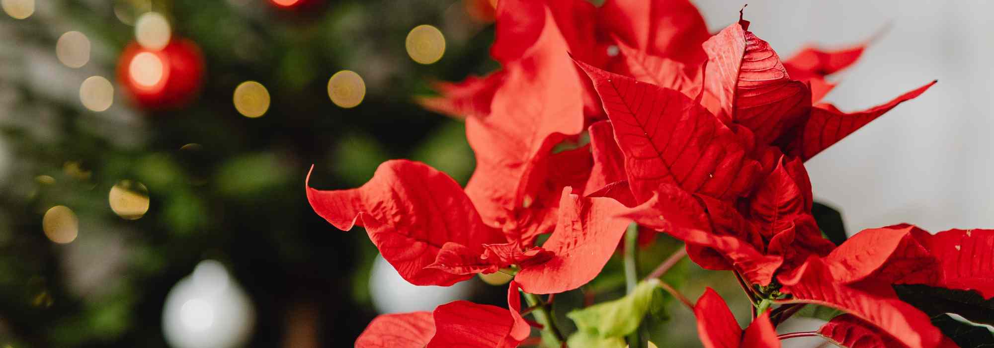 Poinsettia: Fehler vermeiden, Blüte strahlend halten