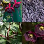 Farbtrend 2026: Dark Academia – romantischer Garten