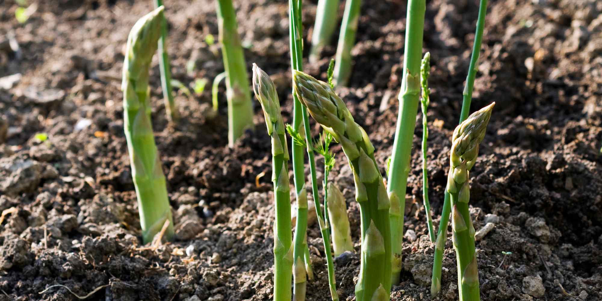 Spargel fürs Beet: Tipps zur Sortenwahl
