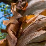 Winterrinden: von Orange bis Purpur