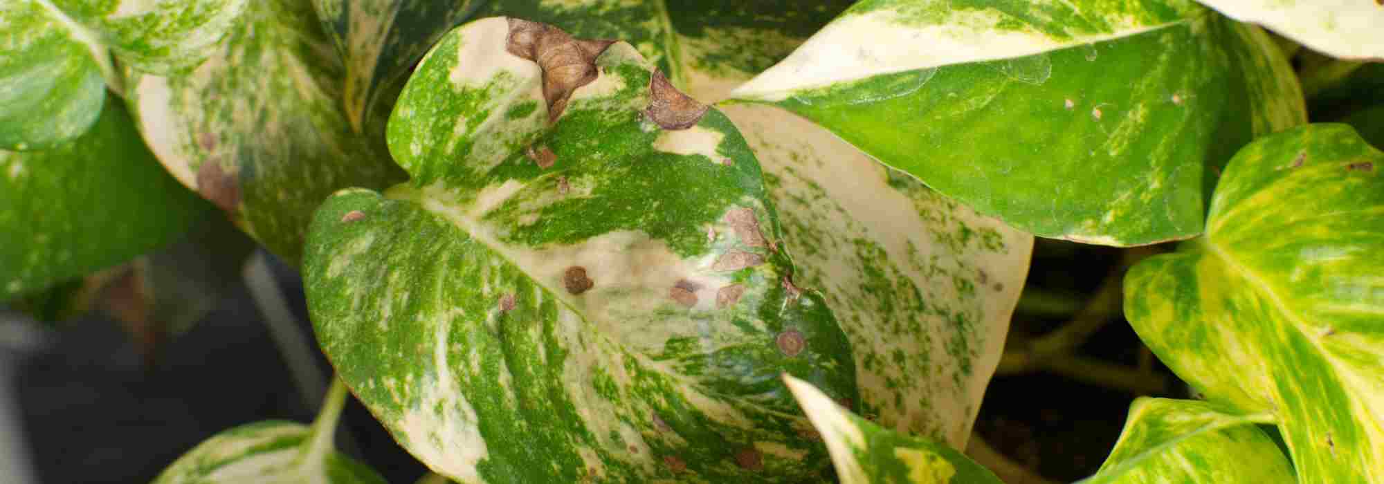 Krankheiten und Parasiten des Pothos