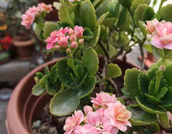 Kalanchoe zu Hause einfach vermehren?