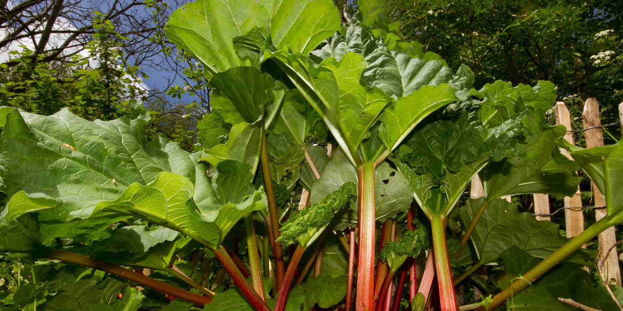 Rhabarber für den Garten auswählen?
