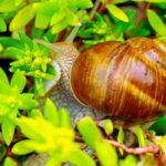 Krankheiten und Parasiten der Fetthenne