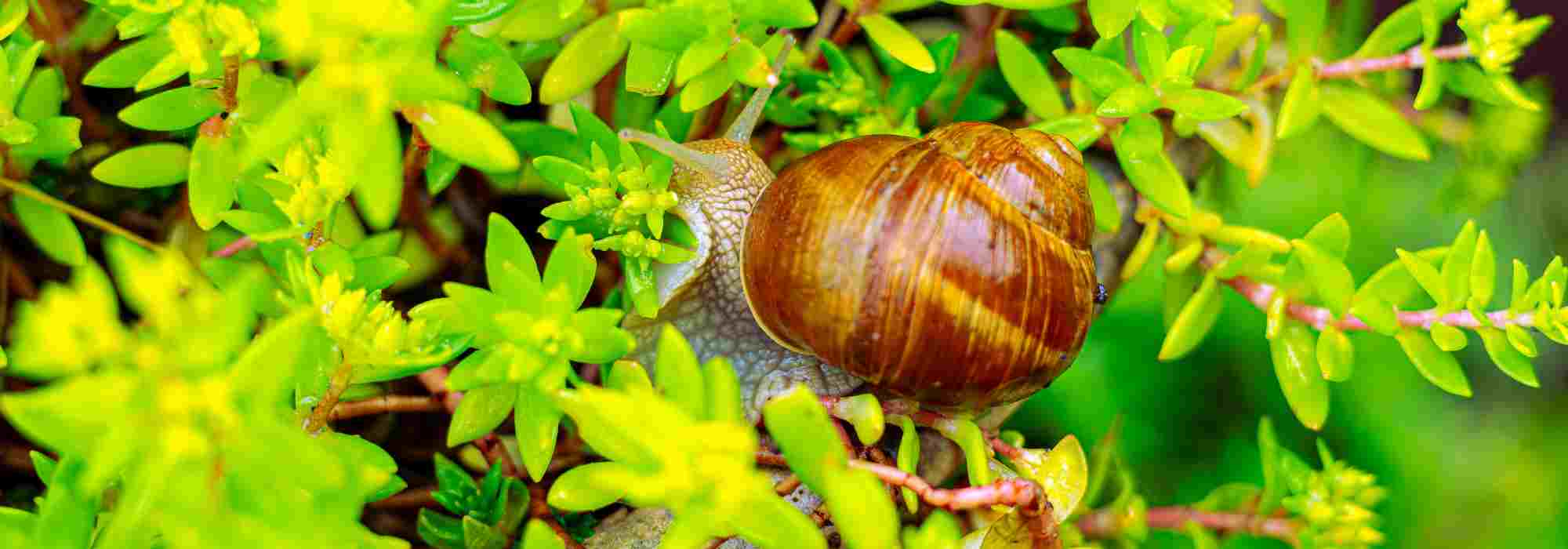 Krankheiten und Parasiten der Fetthenne