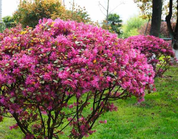 Loropetalum-Rückschnitt: Tipps für eine schöne Blüte