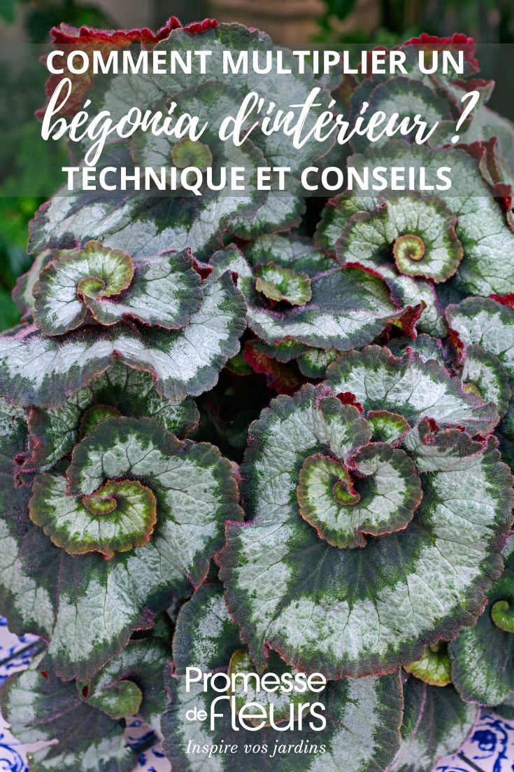 Blattschmuck-Begonie