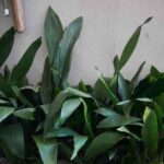 Aspidistra vermehren?