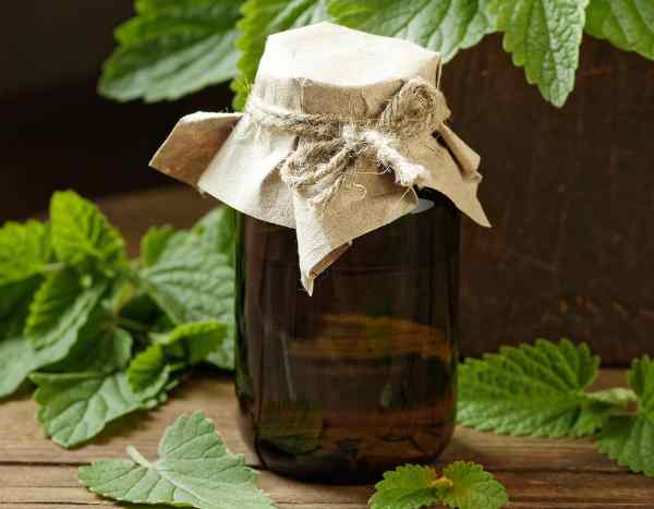 Melissenwasser selbst herstellen?