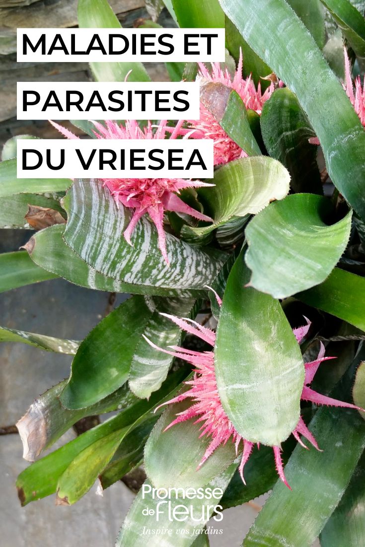 Vriesea pflegen