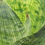 Krankheiten und Parasiten der Vriesea