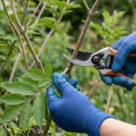 Steckling mit Fersenstück erfolgreich ziehen?