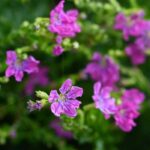 Köcherblümchen: Pflanzen, Pflege & Kultur im Topf ou Garten