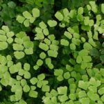 Krankheiten und Parasiten bei Zimmerfarnen